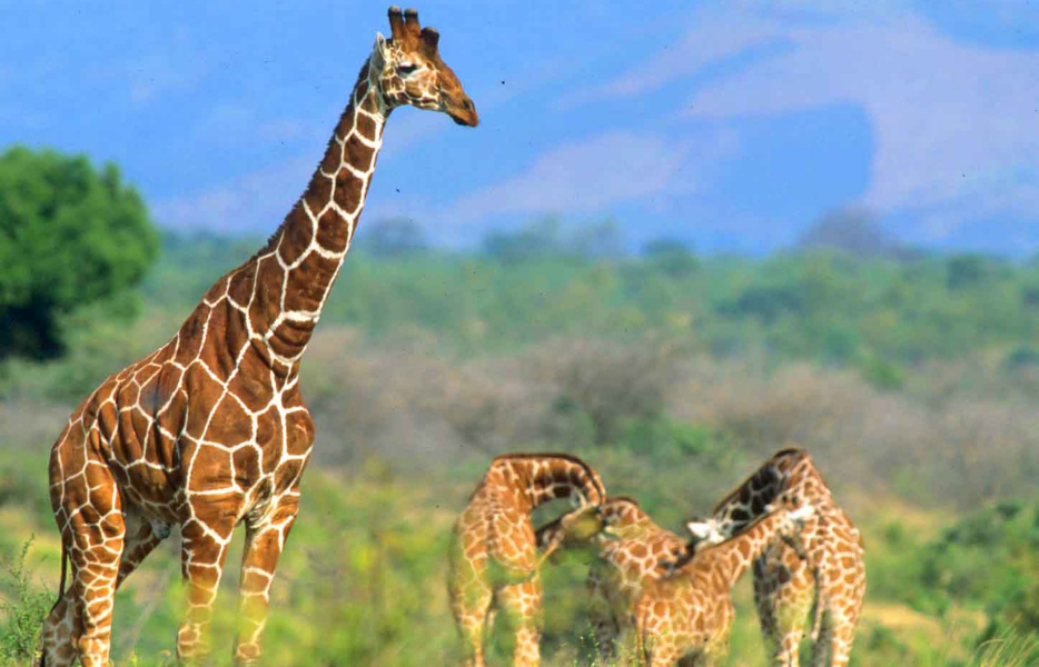 Reticulated giraffes grazing at Meru National Park, Kenya