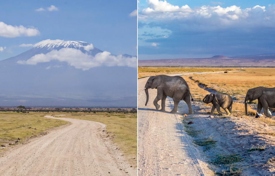 A view of Mt. Kilimanjaro on the lefty and a herd of elephants crossing a road on the right at Amboseli National Park, Kenya