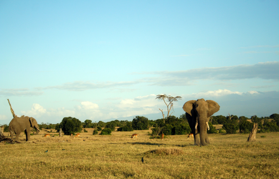 Two elephants and several antelopes grazing at Ol Pejeta Conservancy, Kenya