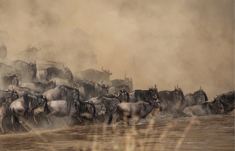 A large herd of wildebeests crossing a river during the Great Migration at the Masai Mara National Reserve, Kenya