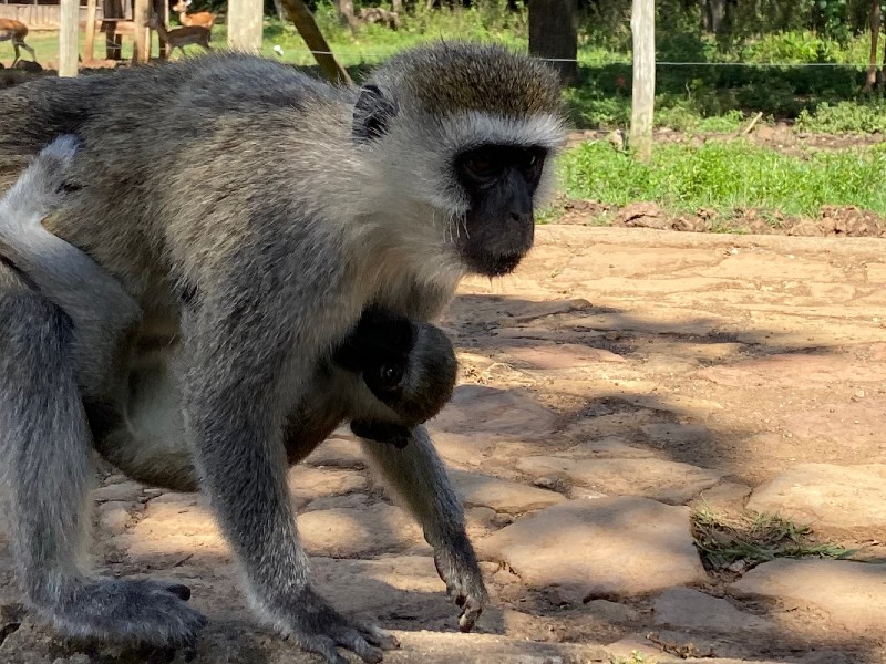 Monkey at Impala Sanctuary Kisumu